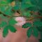 Sensitive Plant